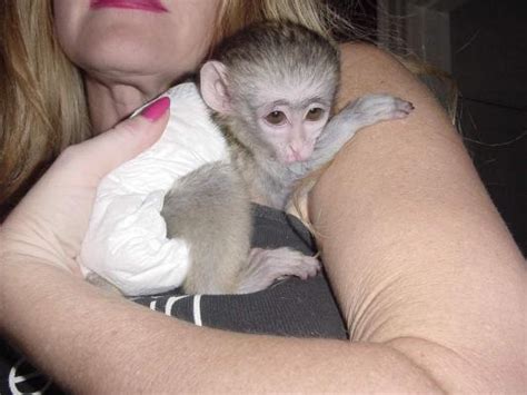 primate capuchin monkey diapers.